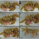Splitting an anemone (Image: Yisrael Schnytzer et al)